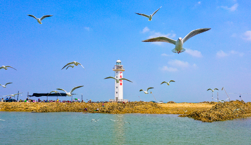 遂溪北潭港成了鳥兒們的樂(lè)園。.jpg